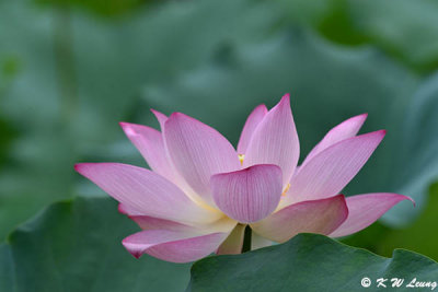 Lotus DSC_7003