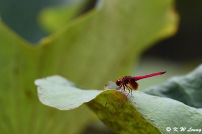 Trithemis aurora DSC_0012