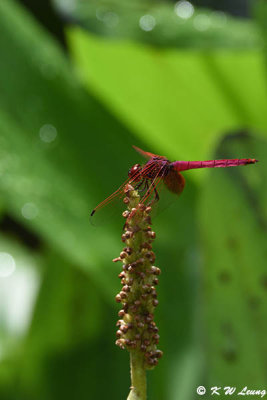 Trithemis aurora DSC_0026