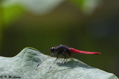 Orthetrum pruinosum neglectum DSC_0035