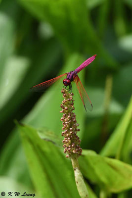 Trithemis aurora DSC_0028