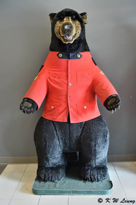 Bear @ Columbia Icefield Glacier Discovery Centre DSC_2733