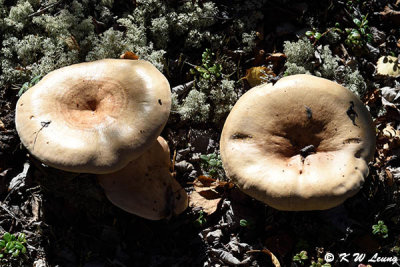 Fungi DSC_2162