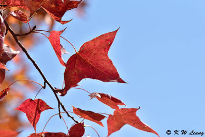 Sweet Gum DSC_5164