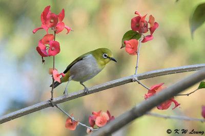 Japanese White-eye DSC_9555