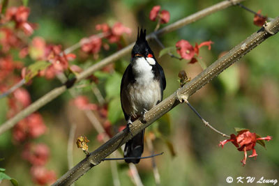Red-whiskered Bulbul DSC_9495