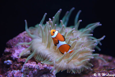 Clownfish DSC_5881
