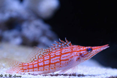 Longnose Hawfish DSC_5899
