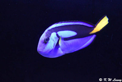 Palette surgeonfish DSC_5925
