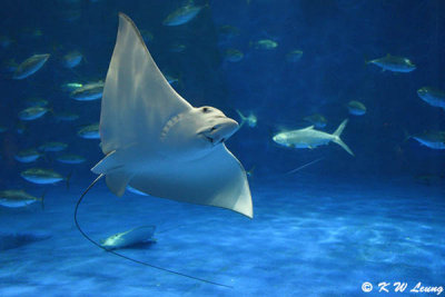 Devil ray DSC_6375