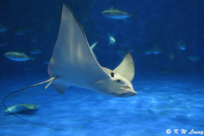 Devil ray DSC_6376