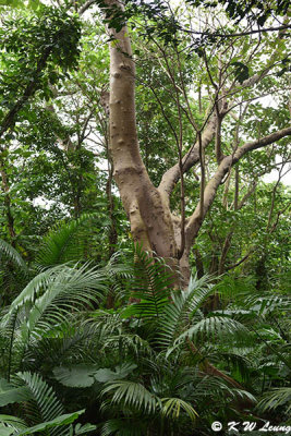Yonehara Tropical Forest DSC_6911