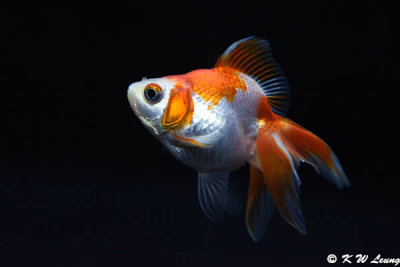 Goldfish DSC_5998
