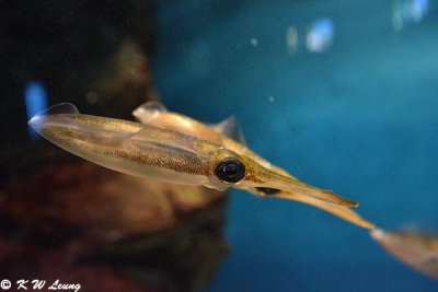 Squid DSC_6468