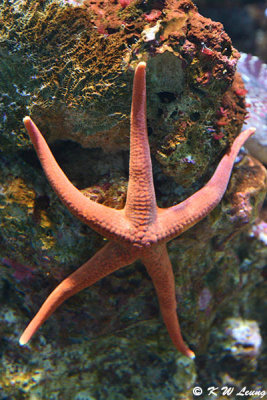 Starfish DSC_6487