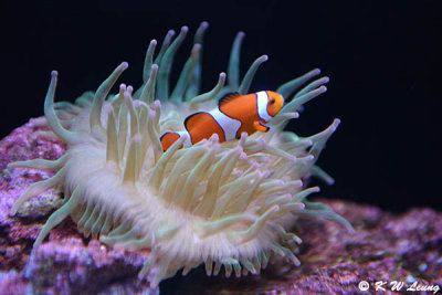 Clownfish DSC_5879
