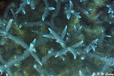 Blue corals viewing from glass bottom boat DSC_6846