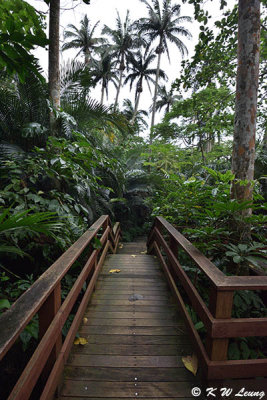 Yonehara Tropical Forest DSC_6919