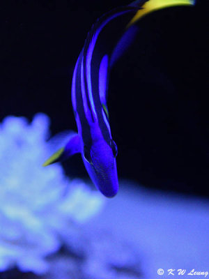 Palette surgeonfish DSC_5934