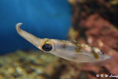 Squid DSC_6474