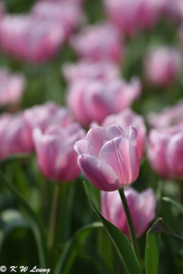 Tulip DSC_7099