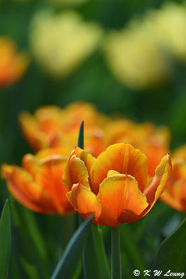 Tulip DSC_7165