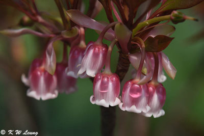 Enkianthus quinqueflorus DSC_7275