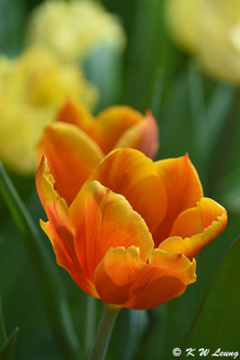 Tulip DSC_7333