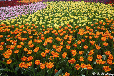 Tulips DSC_7168