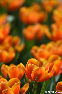 Tulip DSC_7166