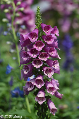 Foxglove DSC_7257