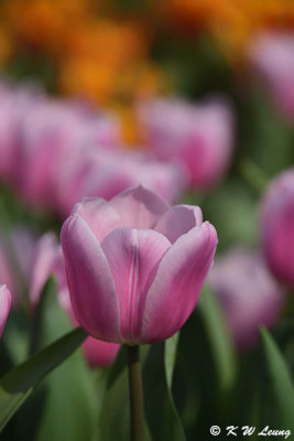 Tulip DSC_7114