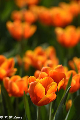 Tulip DSC_7124