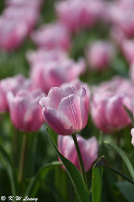 Tulip DSC_7101