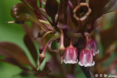 Enkianthus quinqueflorus DSC_7276