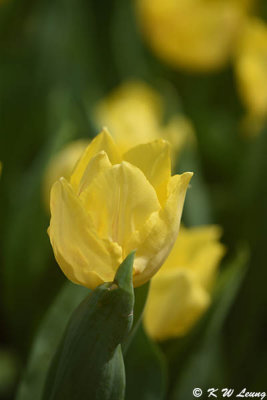 Tulip DSC_7320