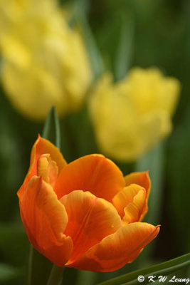 Tulip DSC_7326
