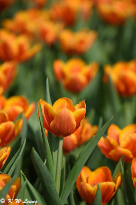 Tulip DSC_7105