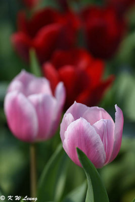 Tulip DSC_7097