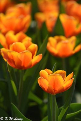 Tulip DSC_7125