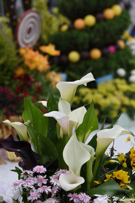 Calla lily DSC_7425