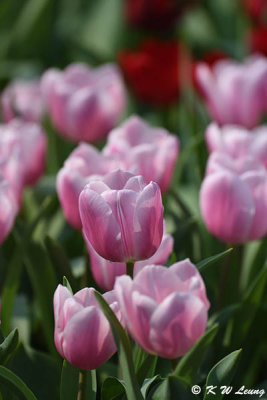 Tulip DSC_7102