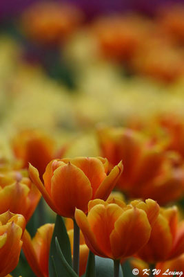 Tulip DSC_7448