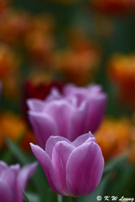 Tulip DSC_7437