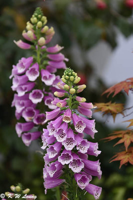 Foxglove DSC_7413