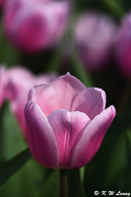 Tulip DSC_7123