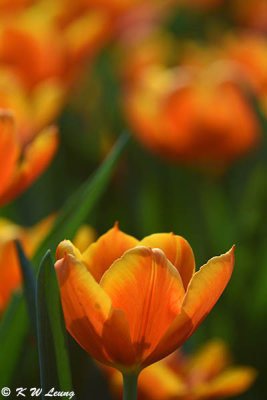 Tulip DSC_7135