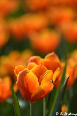 Tulip DSC_7158