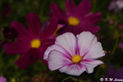 Cosmos DSC_7243