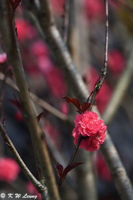 Peach blossom DSC_7282